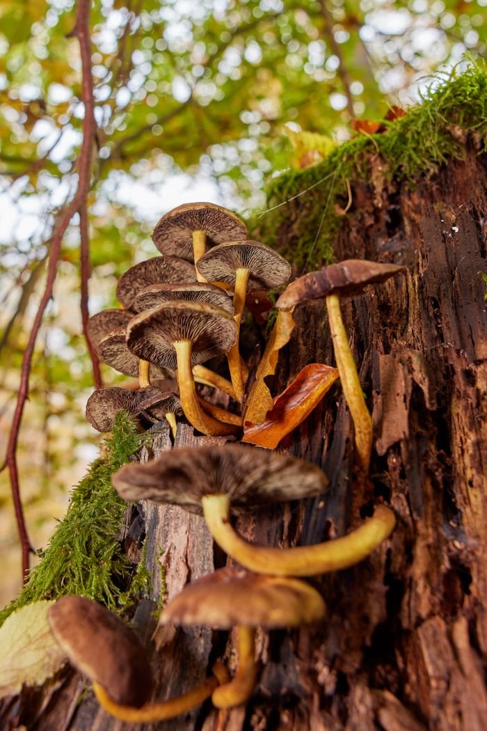 Autumn mushrooms growing on a decaying tree trunk in a forest setting, showcasing nature's cycle.